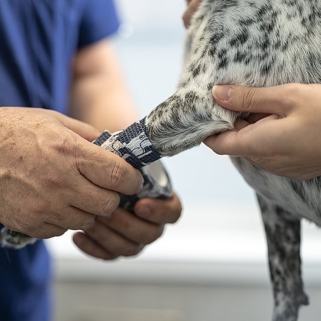 En person som legger en bandasje på en hund.