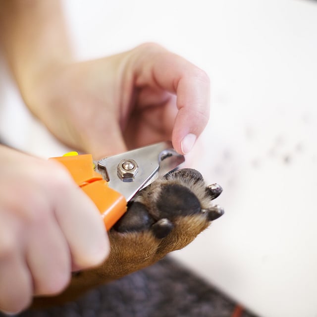 En person som klipper en hunds tånegl.