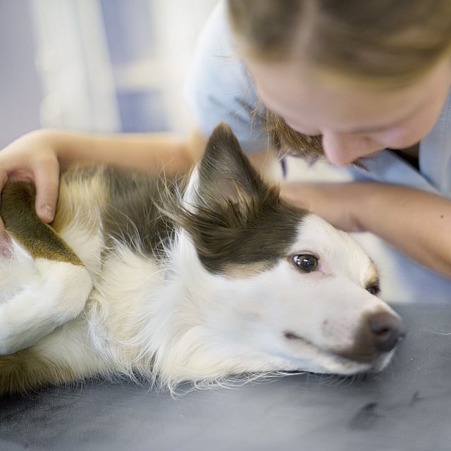 En person som klapper en hund.