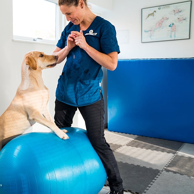 En person med en hund på en treningsball.
