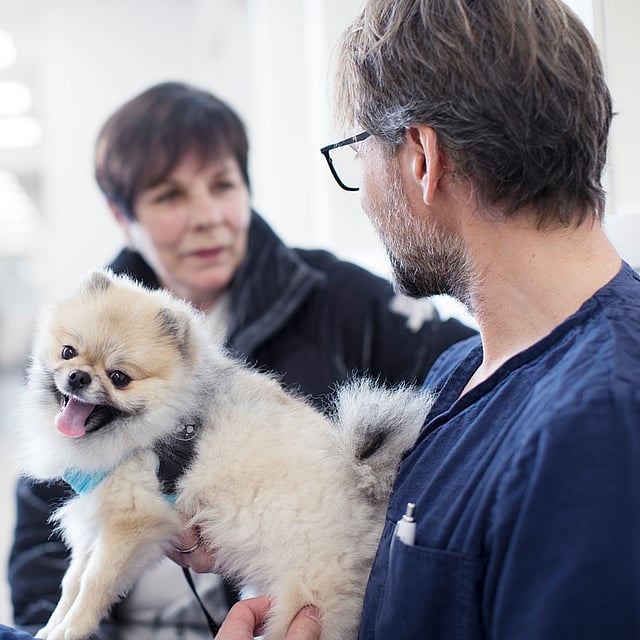 En person som holder en liten hund.