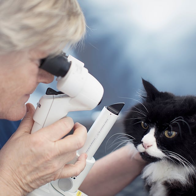 En person som bruker et mikroskop for å sjekke øynene til en katt.