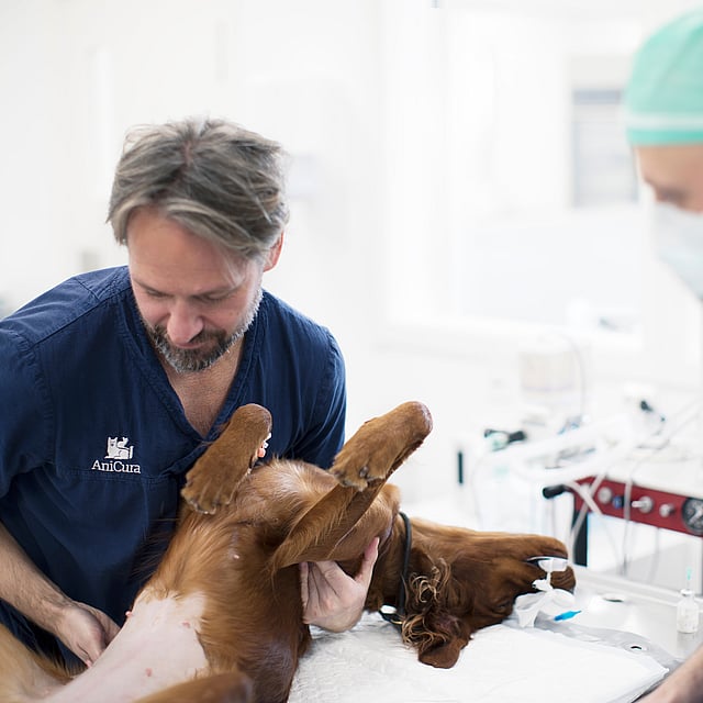 En gruppe veterinærleger som undersøker en hund.
