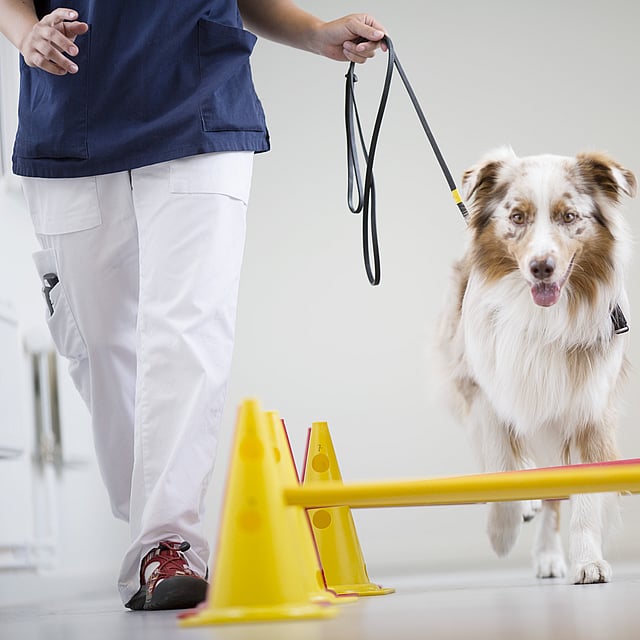 En hund som går i bånd.