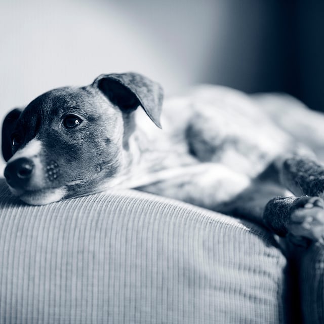 En hund som ligger på en sofa.