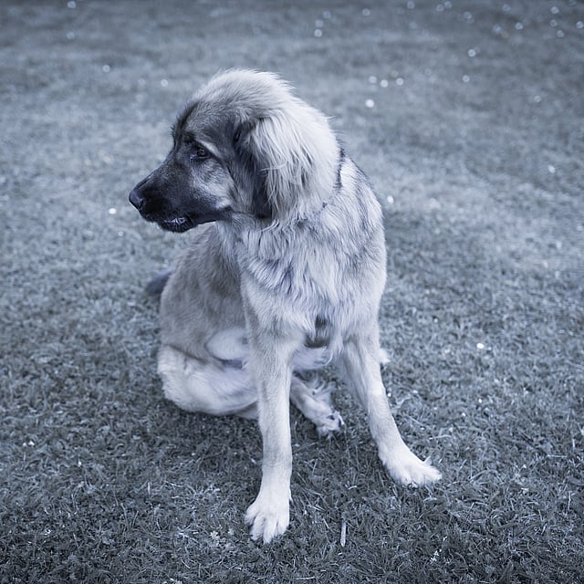 En hund som sitter på gresset.
