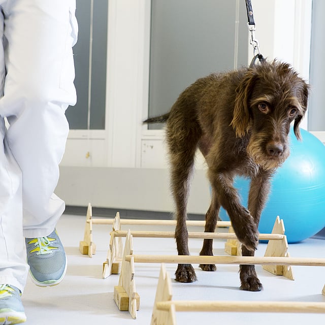 En hund i bånd som går på en blå ball.