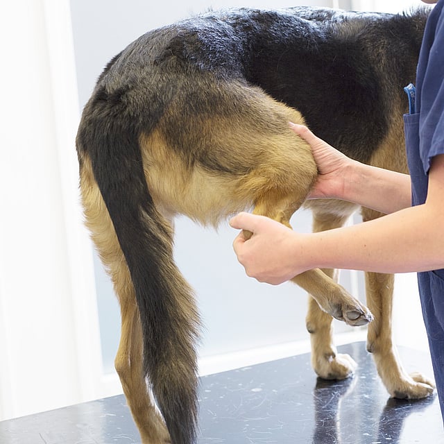 En person som berører halen til en hund.