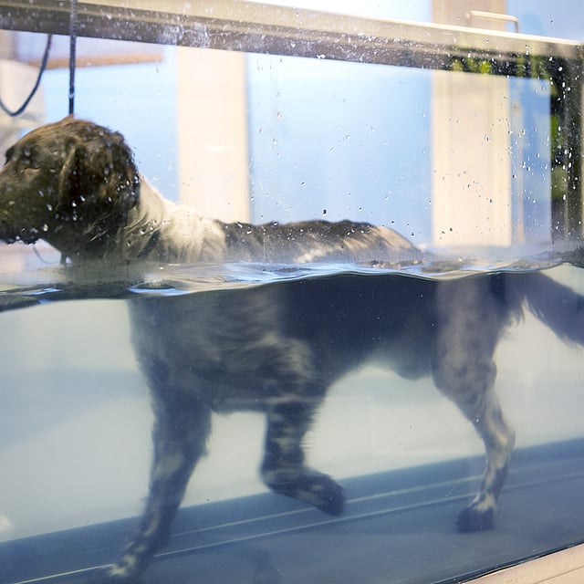 En hund i en tank.
