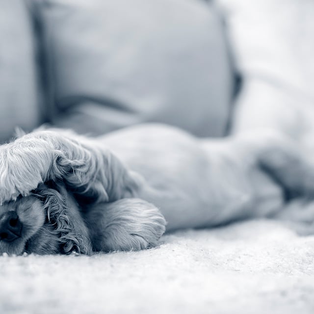 En hund som ligger på en sofa.