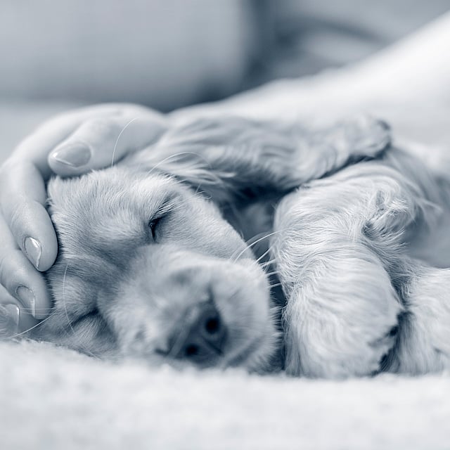 En hund som ligger på ryggen.
