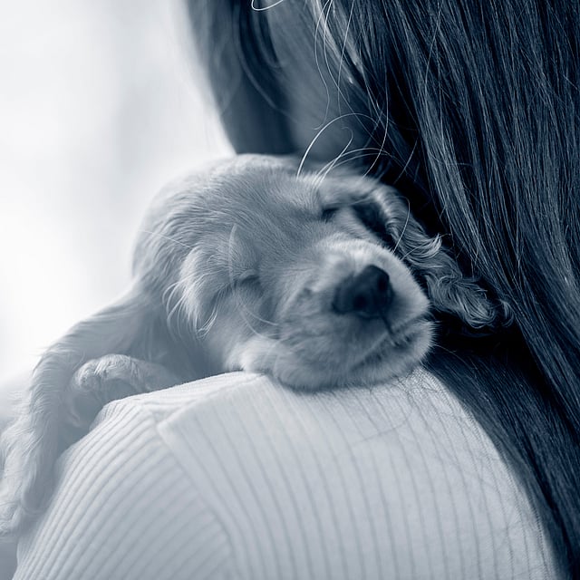 En hund som sover på en persons skulder.
