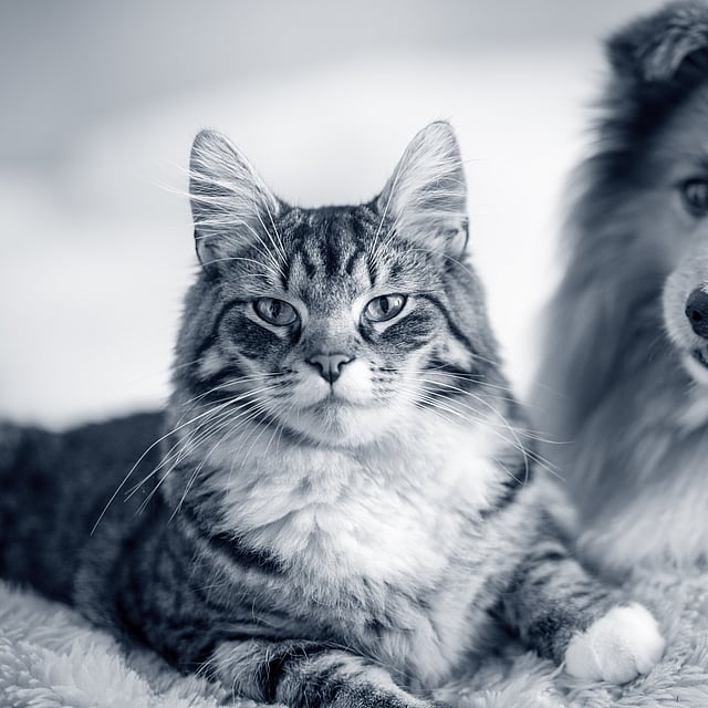 En katt og hund som ligger på et teppe.