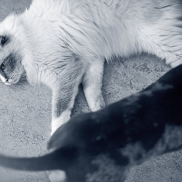 En katt som ligger på bakken.