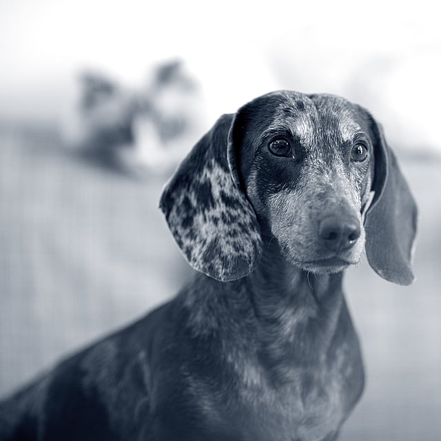 En hund med et flekkete utseende.