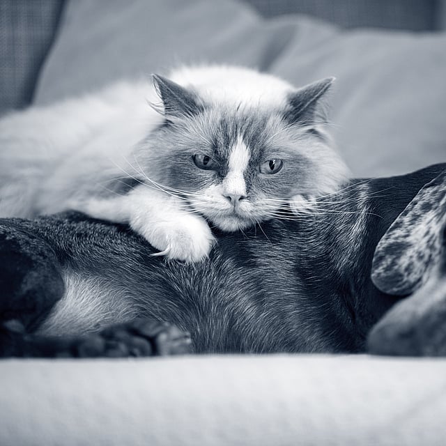En katt som ligger på en hund.