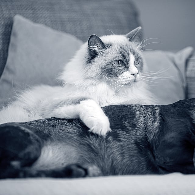 En katt som ligger på en sofa ved siden av en hund.