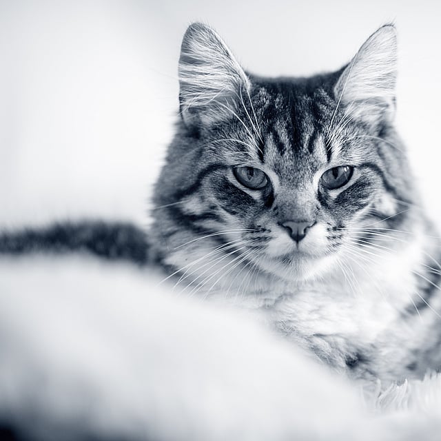 En katt som ligger på et hvitt teppe.