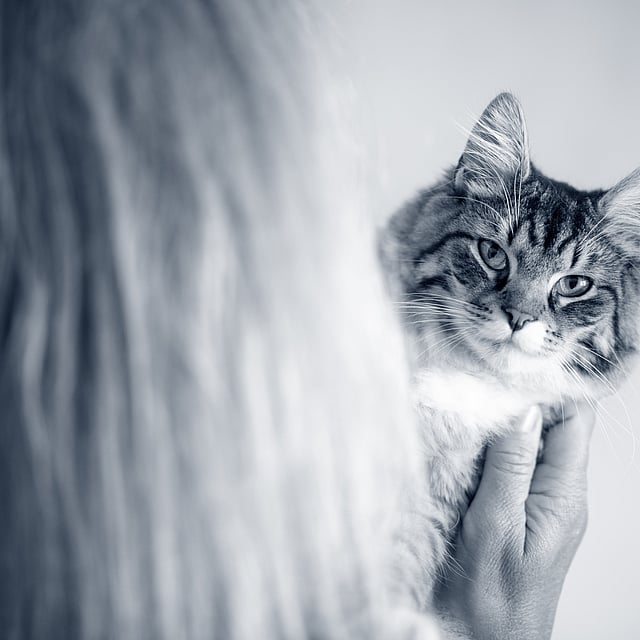 En person som holder en katt.
