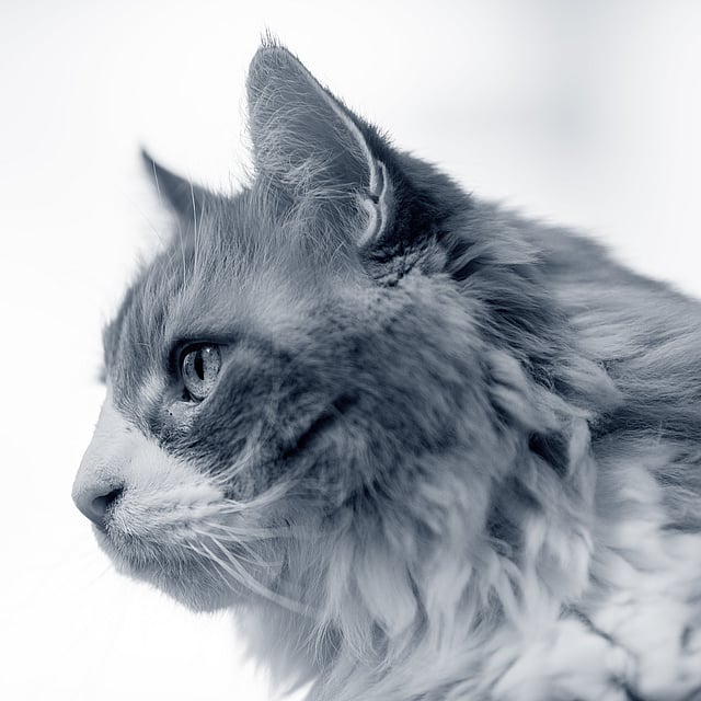 En katt som ser opp.