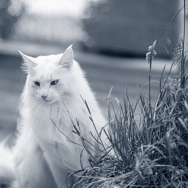 En hvit katt som sitter ved siden av en plante.