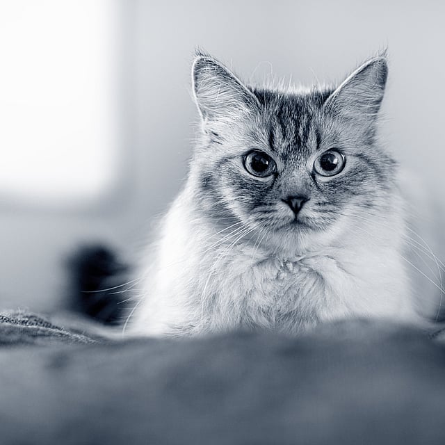 En katt som ser inn i kameraet.