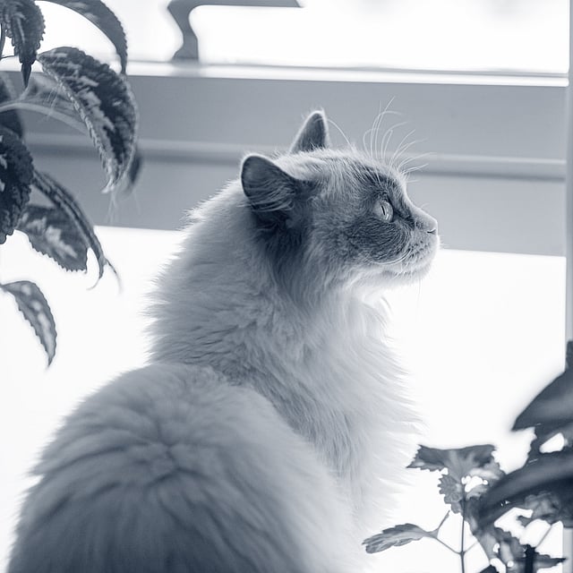 En katt som ser ut av et vindu.