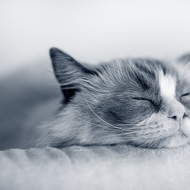 En katt som sover på et teppe.