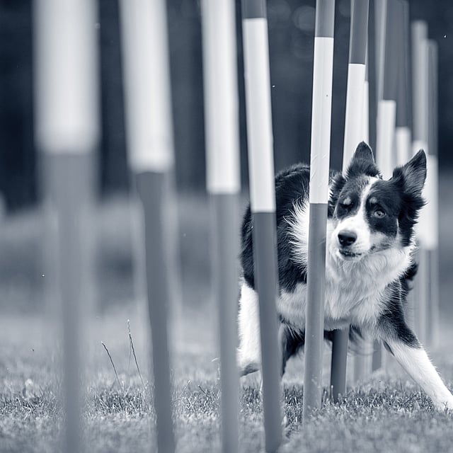 En hund som løper gjennom et hinder.