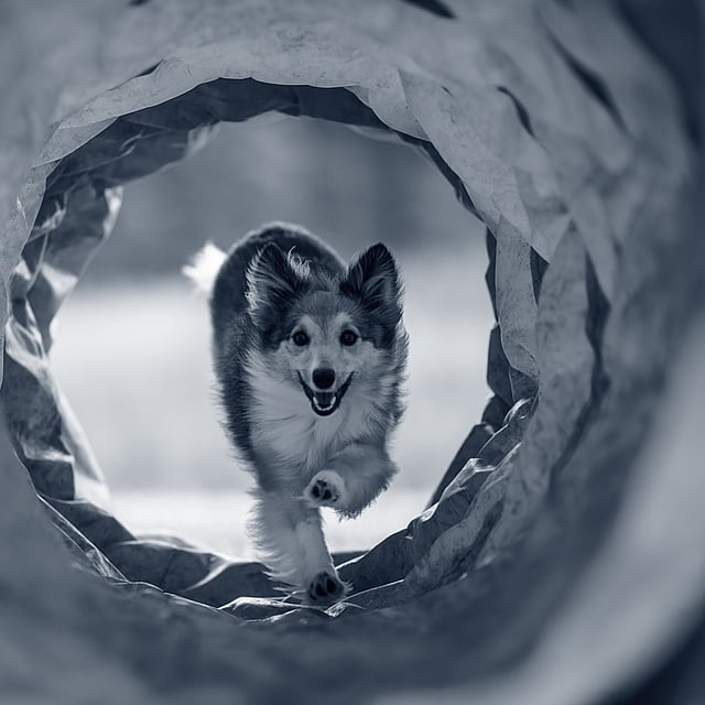 En hund som løper gjennom en tunnel.