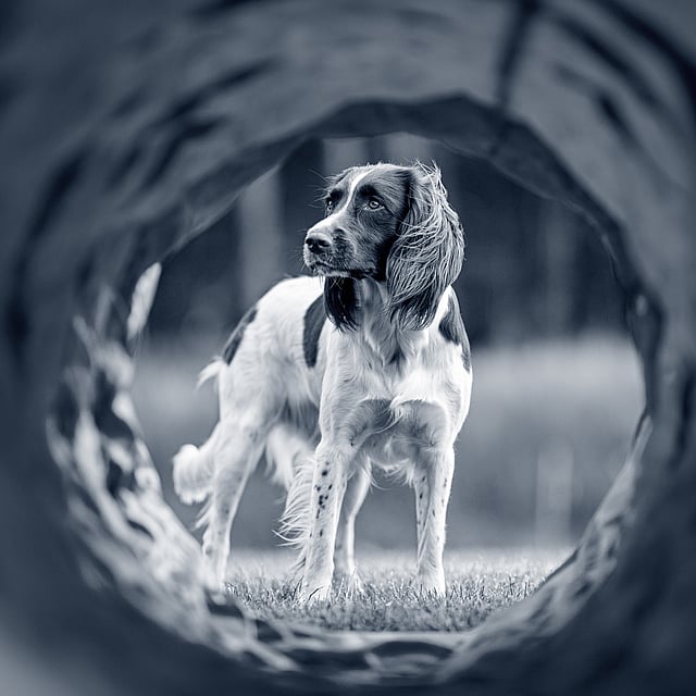 En hund som står i et hull.