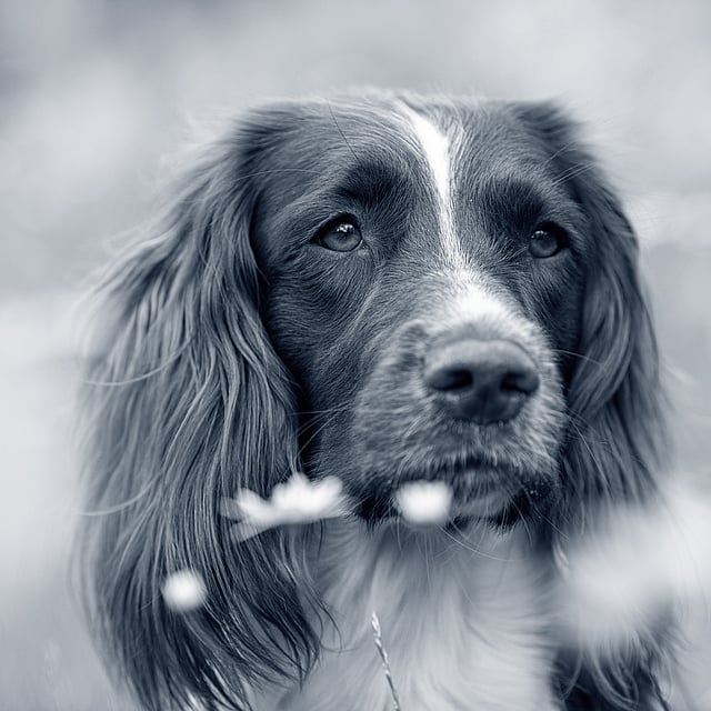 En hund som ser inn i kameraet.