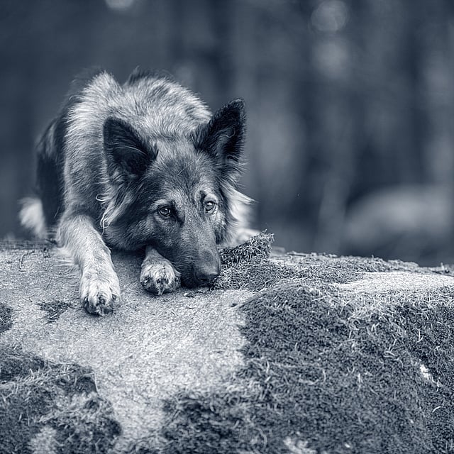 En hund som ligger på en stein.
