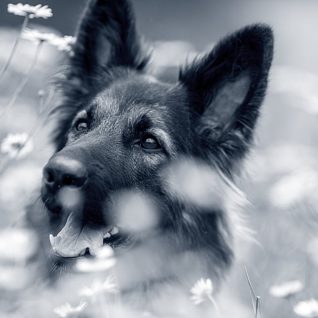 En hund i en blomstereng.