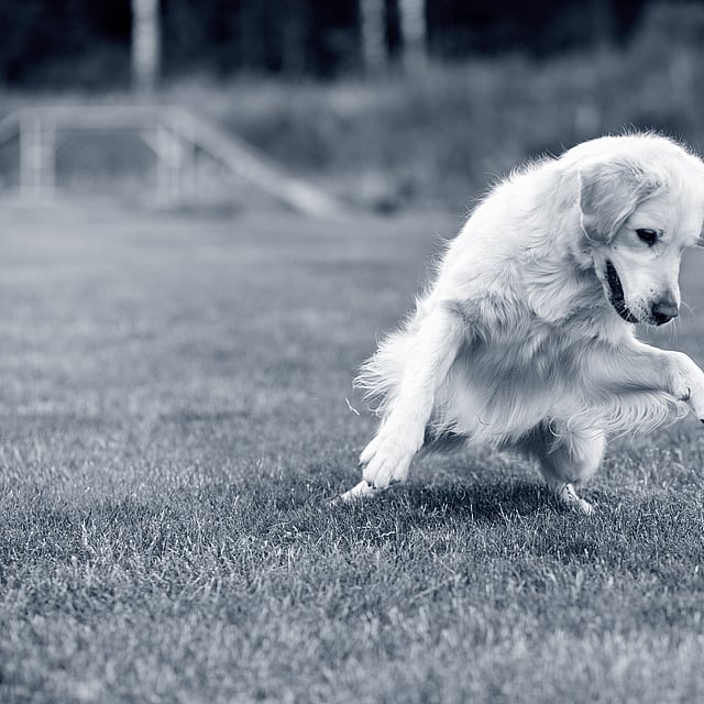 En hund som løper for å fange en ball.