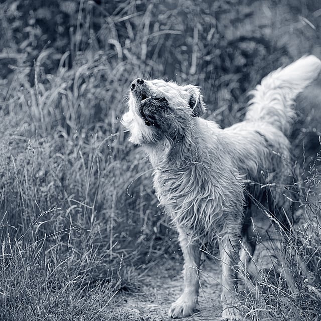En hund som står i høyt gress.