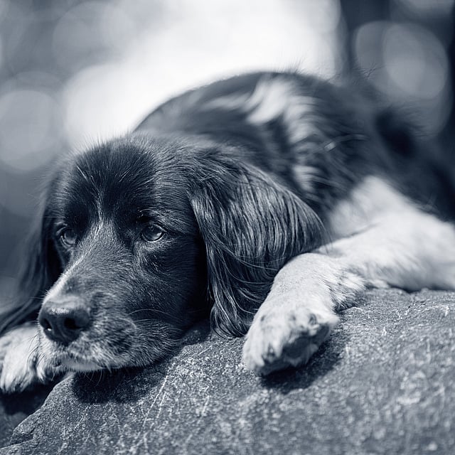 En hund som ligger på en stein.