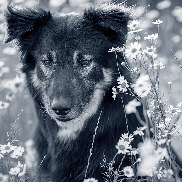 En hund som sitter i en blomsteråker.
