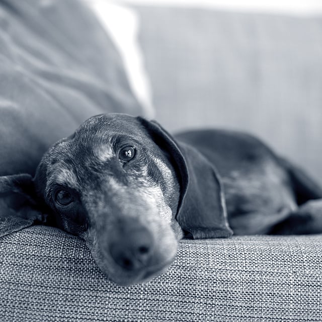En hund som ligger på en sofa.