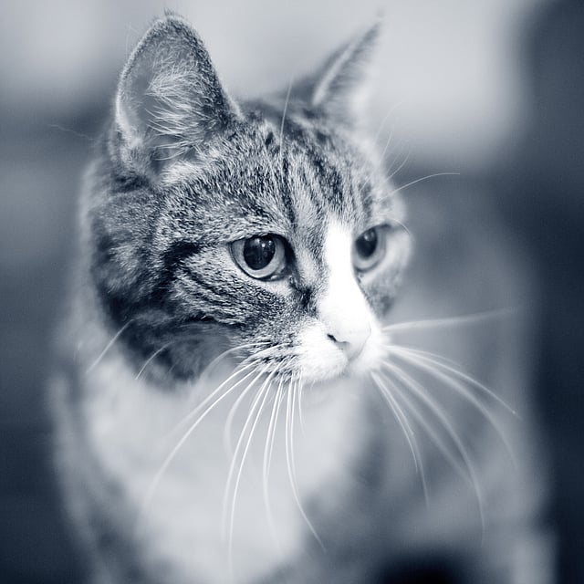 En katt som ser inn i kameraet.