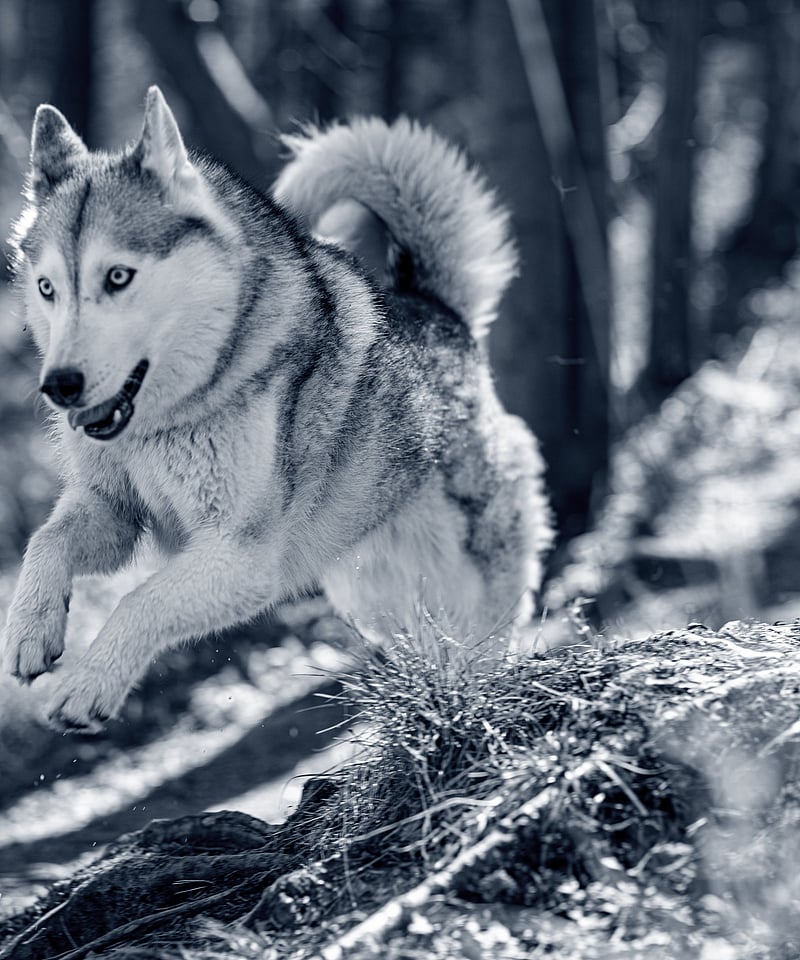 En hund som løper i skogen.