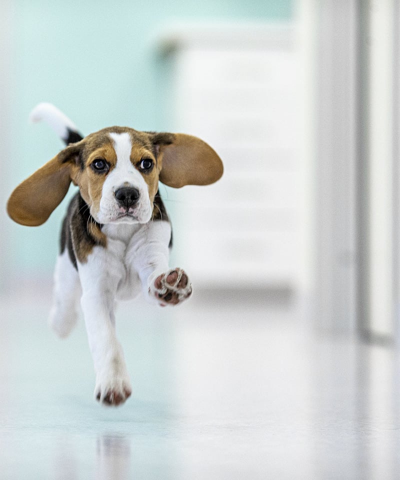 En hund som løper på et hvitt gulv.