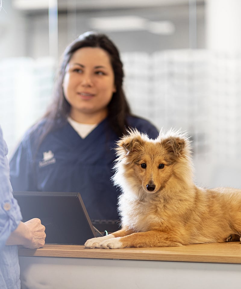 En person som står bak et skrivebord med en hund.