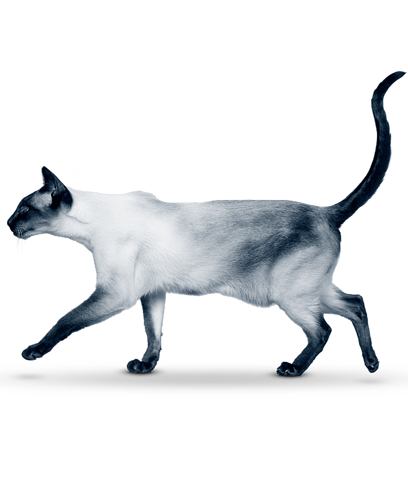 En katt som går på svart bakgrunn.