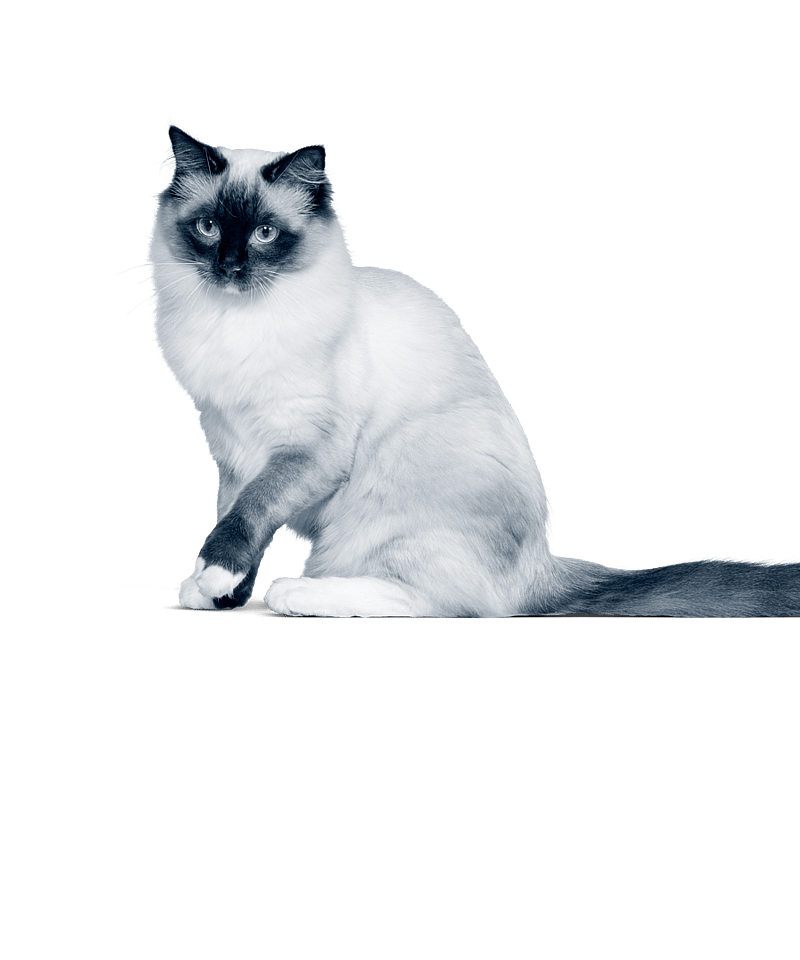 En katt som sitter på svart bakgrunn.