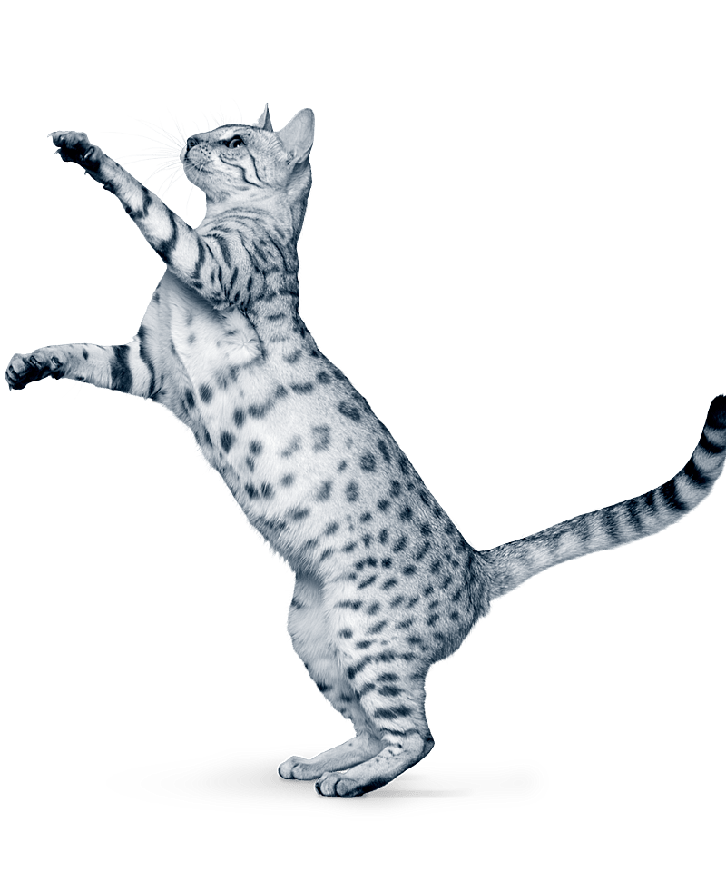 En katt som står på bakbena.