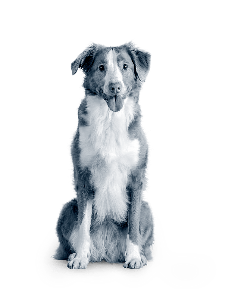 En hund som sitter på gulvet.