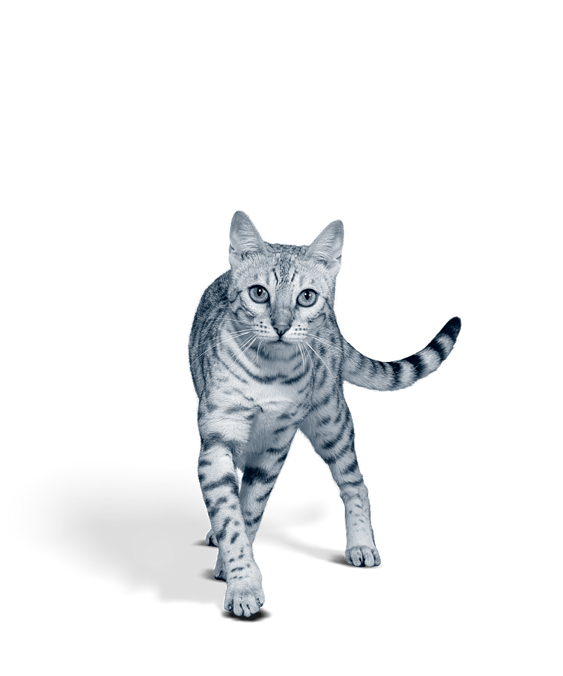 En katt som går på svart bakgrunn.