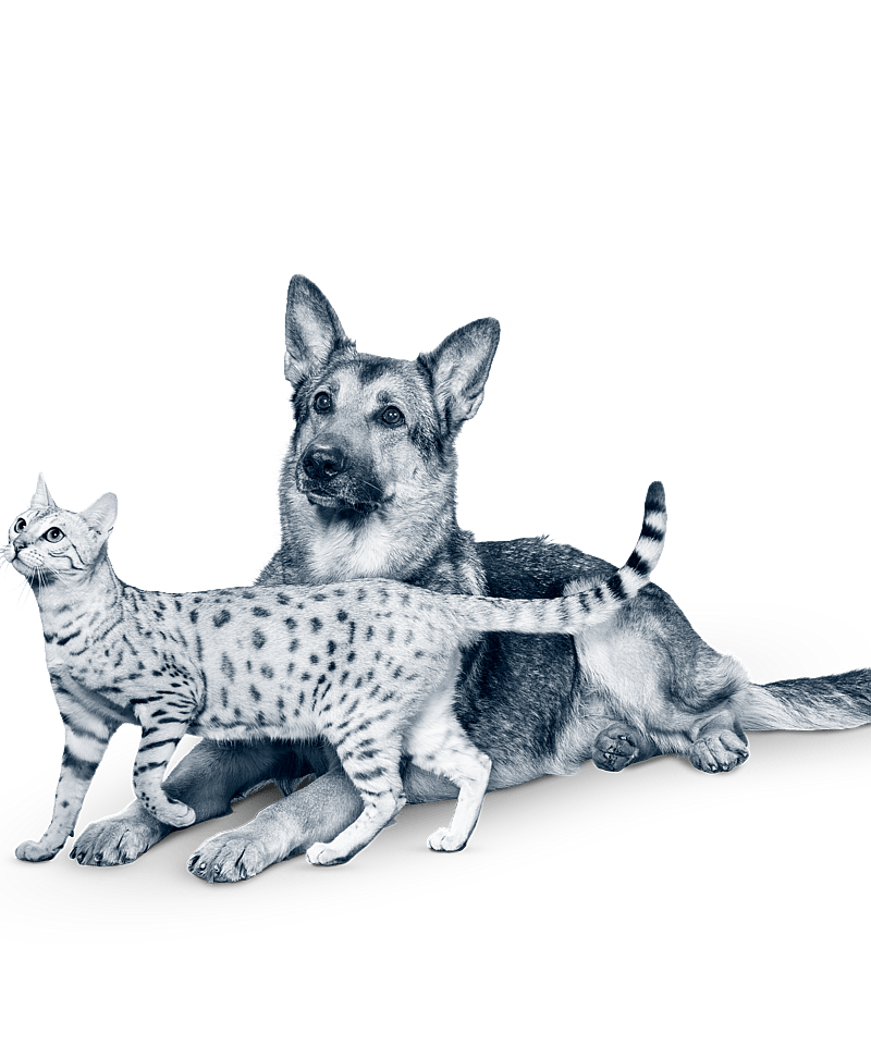 En katt som ligger på en hund.