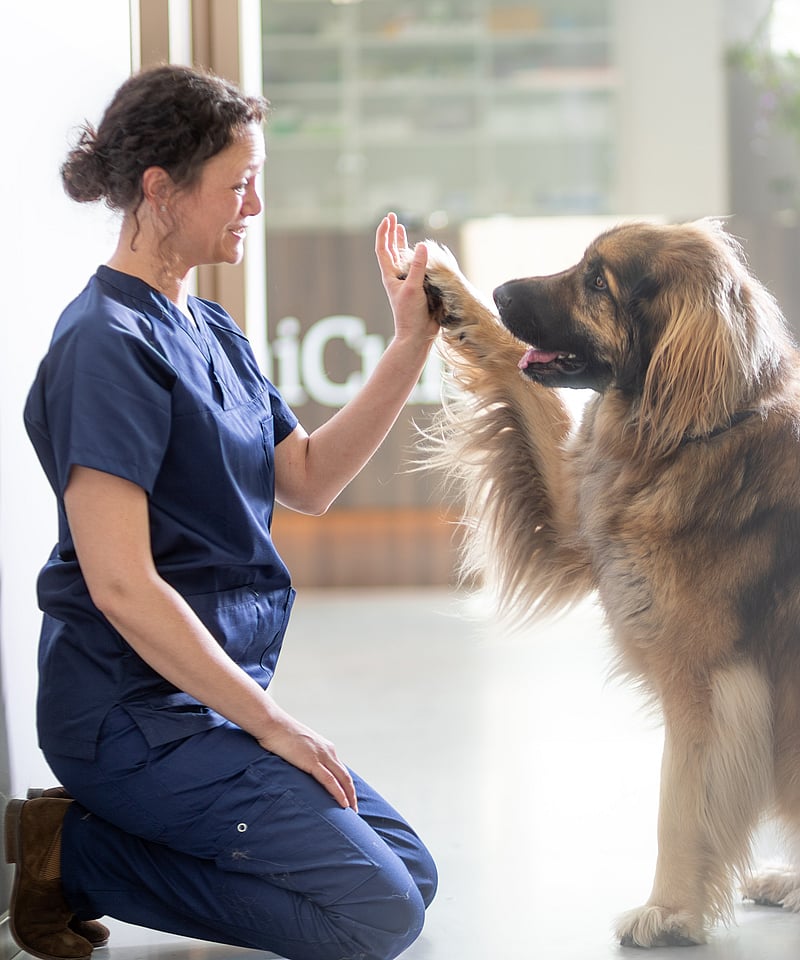 En person som gir en high five til en hund.
